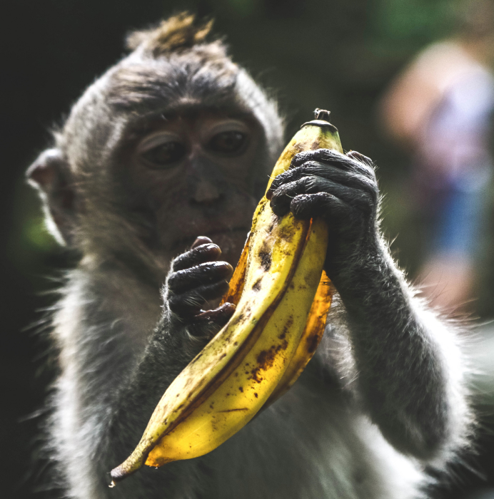 BananaCoin